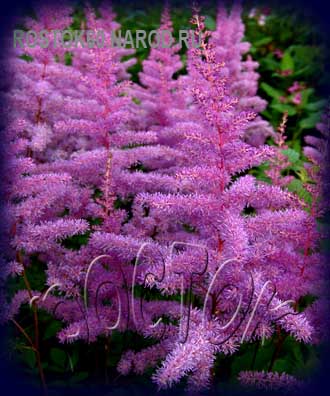 Astilbe arendsii 'Ametyst' - Астильба АМЕТИСТ
