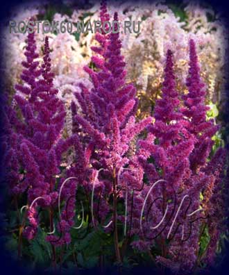 Astilbe VISION IN RED - Астильба ВИЖН ИН РЕД
