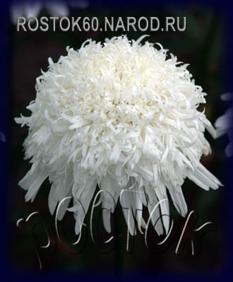 http://rostok60.narod.ru/feona.jpg