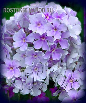 Флокс метельчатый  Lavendelwolke - phlox paniculata
