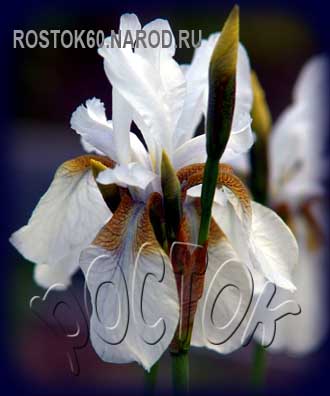 iris sibirica *ALBA*