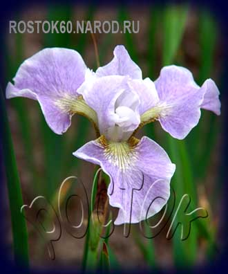 Iris sibirica - Ирис сибирский МЕМФИС МЕМОРИ