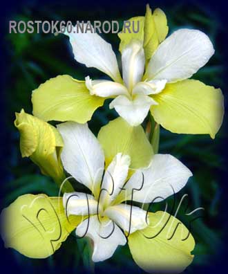 Iris sibirica MOON SILK - Ирис сибирский МУН СИЛК