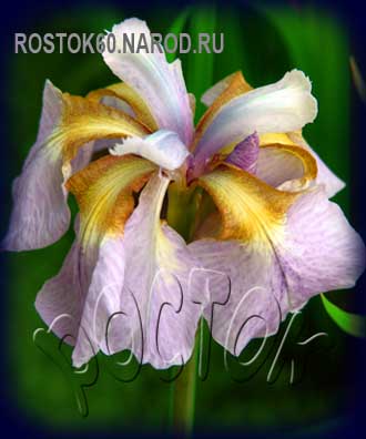 Iris sibirica RICUGI SACURA- Ирис сибирский РИКУГИ САКУРА