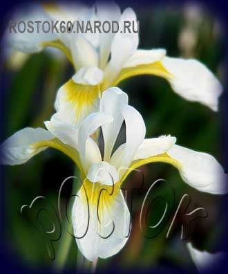 Iris sibirica - Ирис сибирский ВИСЛИ ВАЙТ