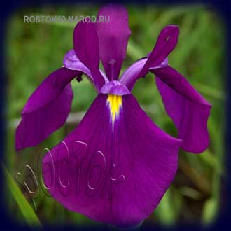  ирис японский (мечевидный) - iris ensata