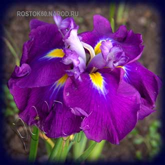  ирис японский (мечевидный) -iris ensata