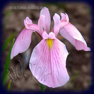  ирис японский (мечевидный) - iris ensata
