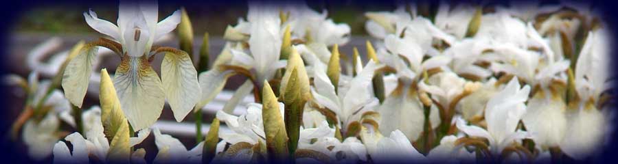 ирис сибирский АЛЬБА - Iris sibirica ALBA