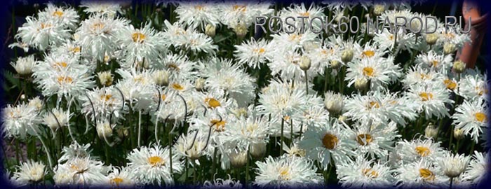  РОМАШКА - НИВЯНИК - LEUCANTHEMUM сорта "КРЕЙЗИ ДЕЙЗИ", цветут молодые растения. 
