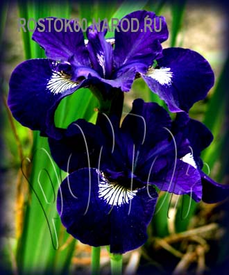 Iris sibirica - Ирис сибирский ШИРЛИ ПОП 
