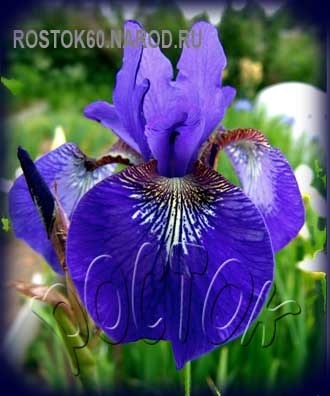 Iris sibirica EARLY BLUE BIRD- Ирис сибирский ЭРЛИ БЛУ БЕРД