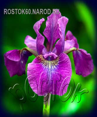 Iris sibirica - Ирис сибирский ХАББАРД