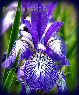 Iris sibirica - Ирис сибирский САЛЕМ ВИЧ