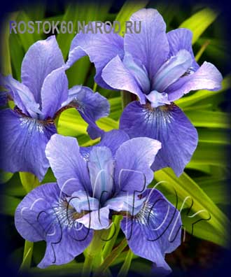 Iris sibirica - Ирис сибирский СЭЛЛИ КЁЛИН