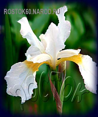 Iris sibirica SHOW QUEEN - Ирис сибирский СНОУ КВИН