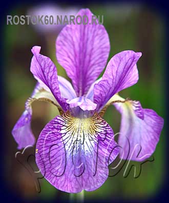 Iris sibirica - Ирис сибирский 
