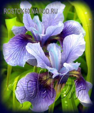 Iris sibirica SUPER EGO- Ирис сибирский СУПЕР ЭГО