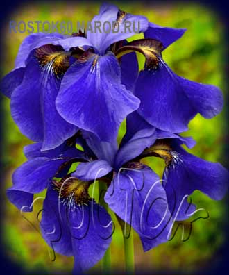 Iris sibirica - Ирис сибирский ТЮКОН