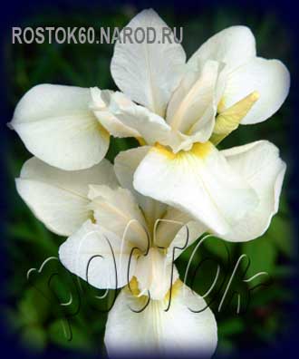 Iris sibirica WHITE SWIRL - Ирис сибирский УАЙТ СВЁЛ
