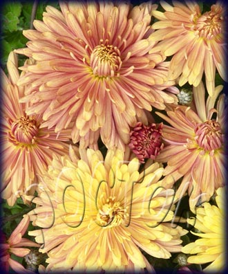 хризантема корейская ДЮНА - dendranthema ( chrysanthemum ) 