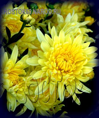 хризантема корейская ПИОНОВИДНАЯ ЖЁЛТАЯ - dendranthema ( chrysanthemum ) 