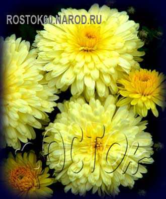хризантема корейская СОЛНЫШКО - dendranthema ( chrysanthemum ) 