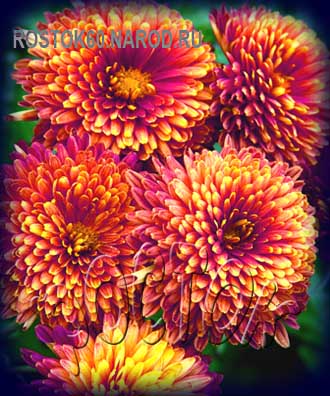  хризантема корейская ЗОРЬКА - dendranthema ( chrysanthemum ) 