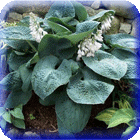 ХОСТА - HOSTA 