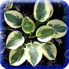 ХОСТА - HOSTA 