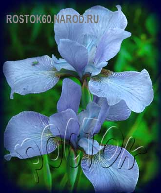 Iris sibirica LADY OF QUALITY - Ирис сибирский ЛЕЛИ ОФ КВОЛИТИ