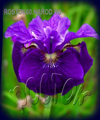 Iris sibirica RAFFLED VELVET - Ирис сибирский РАФФЛЕД ВЕЛВИТ