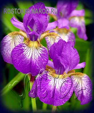 Iris sibirica HELEN ASTOR - Ирис сибирский ХЕЛЕН АСТОР