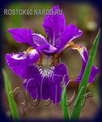 Iris sibirica TEAL VELVET - Ирис сибирский ТЕАЛ ВЕЛВИТ