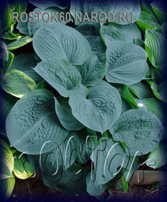 ХОСТА - HOSTA Big Daddy  