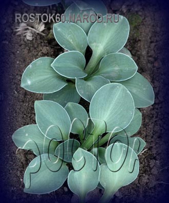 ХОСТА - HOSTA Blue Mouse Ears