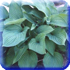 ХОСТА - HOSTA 