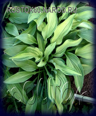 ХОСТА - HOSTA Fortunei Hyacinthina 