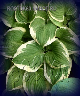 ХОСТА - HOSTA Golden Tiara