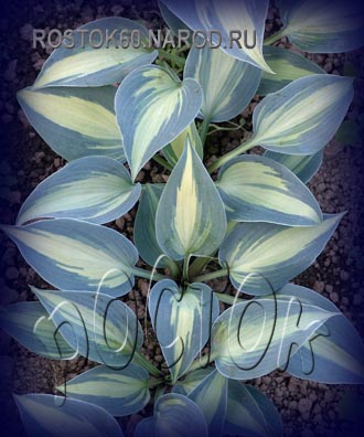 ХОСТА - HOSTA Grand Marquee