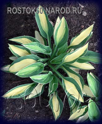 ХОСТА - HOSTA Gypsy Rose