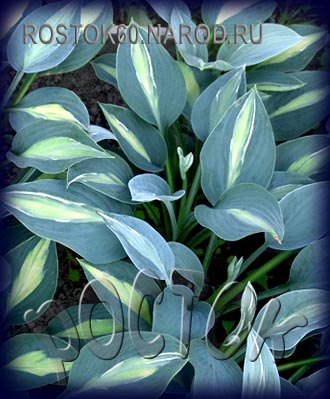 ХОСТА - HOSTA Kiwi Full Monty