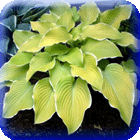 ХОСТА - HOSTA 