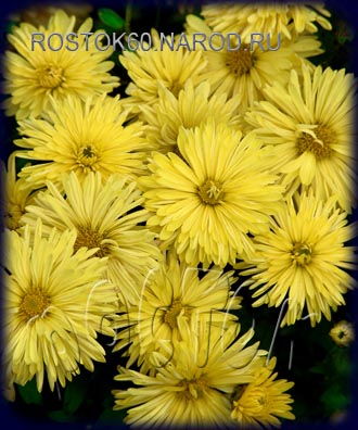  хризантема корейская СВЕМБА КАРЕ - dendranthema ( chrysanthemum ) 