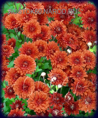  хризантема корейская ОРАНЖЕВАЯ - dendranthema ( chrysanthemum ) 
