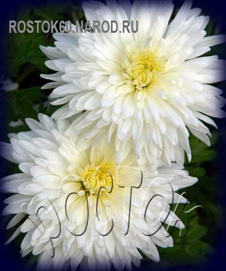 хризантема корейская ЭВЕРЕСТ - dendranthema ( chrysanthemum ) 