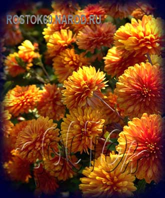 хризантема корейская КОРЕЯНКА - dendranthema ( chrysanthemum ) 