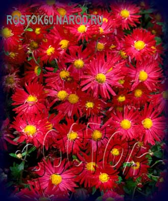  хризантема корейская МАЛЬЧИШ - КИБАЛЬЧИШ - dendranthema ( chrysanthemum ) 