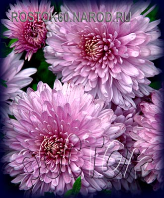 хризантема корейская СИРЕНЕВЫЙ ТУМАН - dendranthema ( chrysanthemum ) 