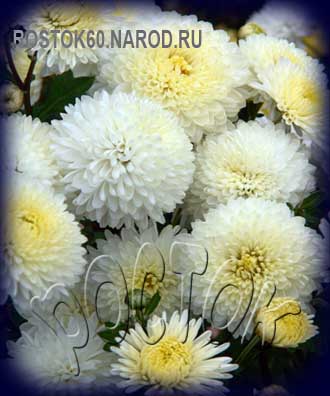  хризантема корейская УМКА - dendranthema ( chrysanthemum ) 